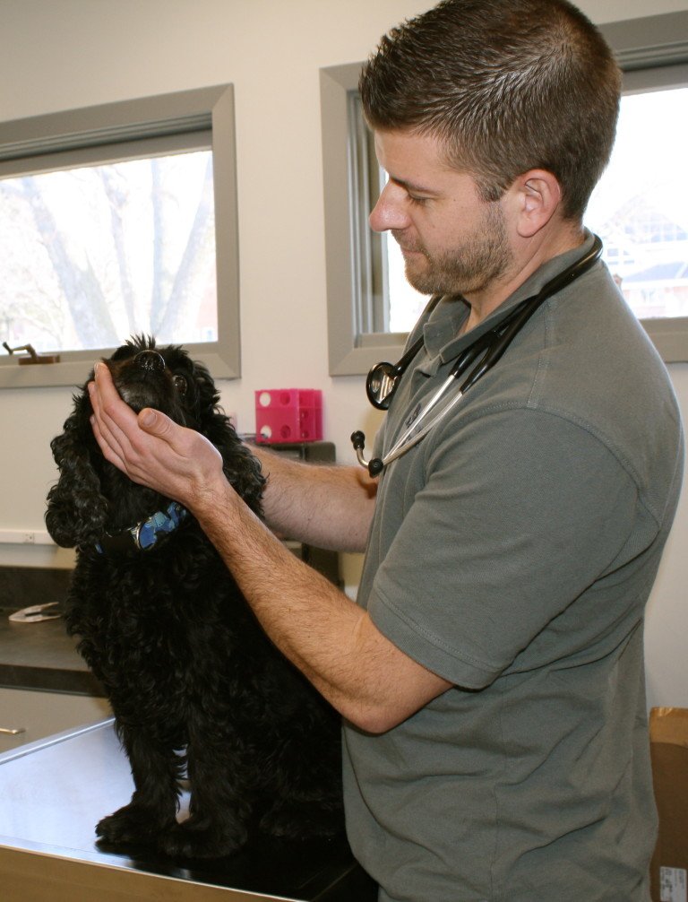 Team member Dr. Fred Petersen examining a small black poodle